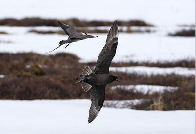Long-tailed Skua chasing Pomarine Skua ( Fjällab och Bredstjärtad labb ) Stercorarius longicaudus and pomarinus - P6051912.jpg