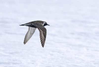 Pacific Golden Plover ( Sibirisk tundrapipare ) Pluvialis fulva - P6052068.jpg