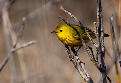American Yellow Warbler ( Gul skogssångare ) Setophaga aestiva - P6052226.jpg