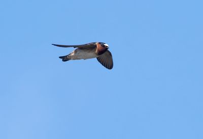 American Cliff Swallow ( Stensvala ) Petrochelidon pyrrhonota - P6052302.jpg