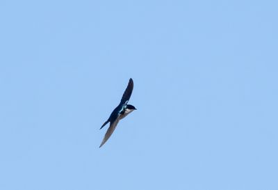Tree Swallow ( Trädsvala ) Tachycineta bicolor - P6052321.jpg