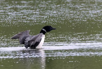Common Loon ( Svartnäbbad islom ) Gavia immer - P6060080.jpg