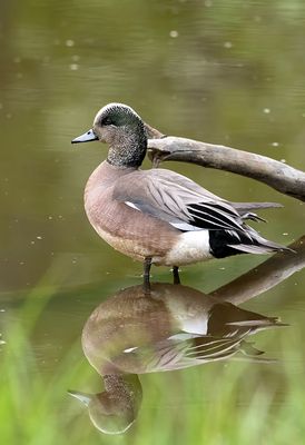 American Wigeon ( Amerikansk bläsand ) Mareca americana - P6060111.jpg