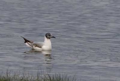 Bonaparte´s Gull ( Trädmås ) Chroicocephalus philadelphia - P6060211.jpg