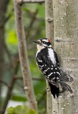 Downy Woodpecker ( Dunspett ) Dryobates pubescens medianus - P6060323.jpg