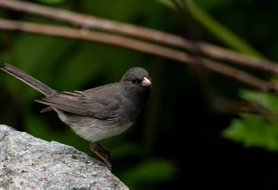Dark-eyed Junco ( Mörkögd junco ) Junco hyemalis - P6060368.jpg