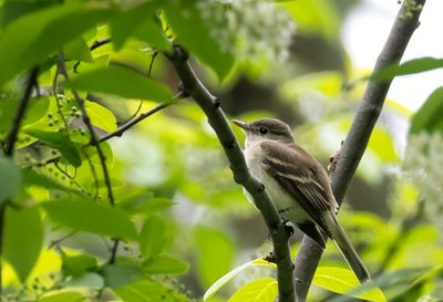 Alder Flycatcher ( Alempid ) Empidonax alnorum - P6060391.jpg