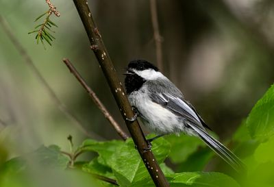 Black-capped Chickadee ( Amerikansk talltita ) Poecile atricapillus tumeur - P6060435.jpg