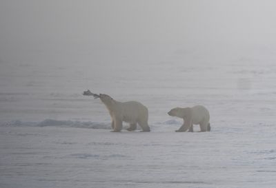 Polar Bear ( Isbjörn ) Ursus maritimus - P6070727.jpg