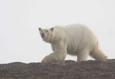 Polar Bear ( Isbjörn ) Ursus maritimus - P6070962.jpg