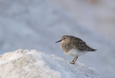 Pectoral Sandpiper ( Tuvsnäppa ) Calidris melanotos - P6071104.jpg