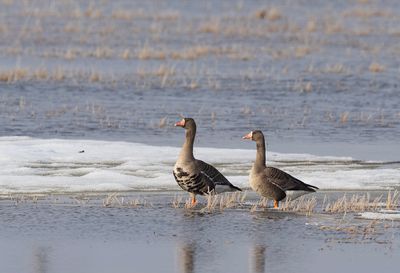Greater White-fronted Goose ( Bläsgås ) Anser albifrons - P6071154.jpg