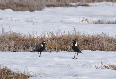 American Golden Plover ( Amerikansk tundrapipare ) Pluvialis dominica - P6071405.jpg