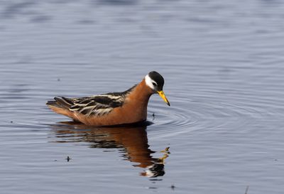 Red Phalarope ( Brednäbbad simsnäppa ) Phalaropus fulicarius - P6071550.jpg