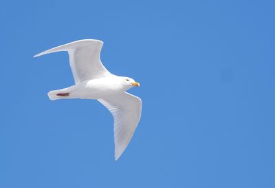 Glaucous Gull ( Vittrut ) Larus hyperboreus barrovianus - .jpg