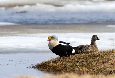 King Eider ( Praktejder ) Somateria spkctabilis - P6071802.jpg