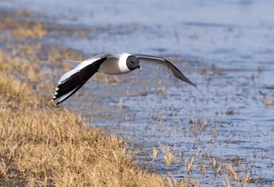 Sabine´s Gull ( Tärnmås ) Xema sabini - P6082268.jpg