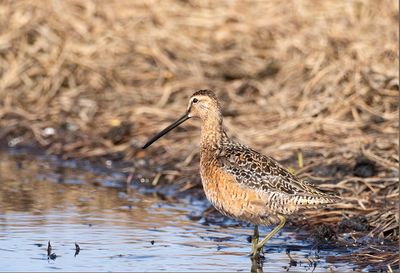 Long-billed Dowitcher ( Större beckasinsnäppa ) Limnodromus scolopaceus - P6082469.jpg
