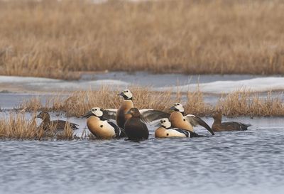 Steller´s Eider ( Alförrädare ) Polysticta selleri - P6082672.jpg