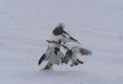 Snow Bunting ( Snösparv ) Plectrophenax invalid - P6082878.jpg