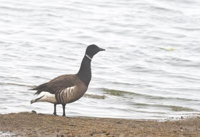Brant Goose ( Prutgås ) Branta bernicla nigricans (orientalis) - P6082990.jpg