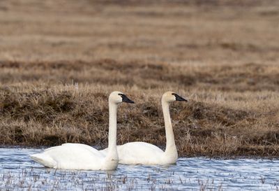 Tundra Swan ( Mindre sångsvan ) Cygnus colombians colombians - P6083070.jpg