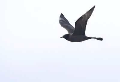Pomarine Skua ( Bredstjärtad labb ) Stercorarius pomarinus - P6083180.jpg
