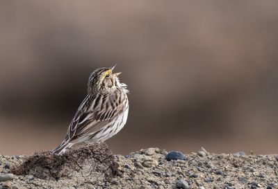 Savannah Sparrow ( Gulbrynad grässparv ) Passerculus sandwichensis anthinus P6083216.jpg