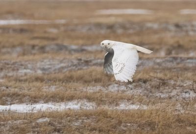 Snowy Owl ( Fjälluggla ) Bubo scandiacus - P6090032.jpg