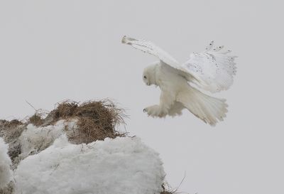Snowy Owl ( Fjälluggla ) Bubo scandiacus - P6090062.jpg