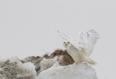 Snowy Owl ( Fjälluggla ) Bubo scandiacus - P6090065.jpg