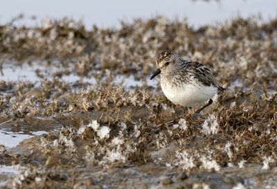 Semipalmated Sandpiper ( Sandsnäppa ) Calidris pusilla - P6090256.jpg