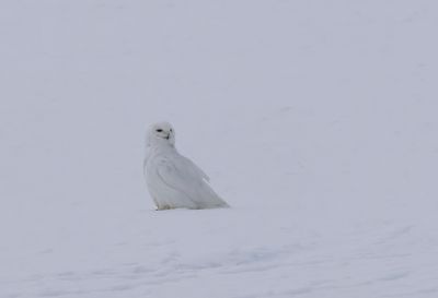 Snowy Owl ( Fjälluggla ) Bubo scandiacus - P6090431.jpg
