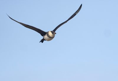 Pomarine Skua ( Bredstjärtad labb ) Stercorarius pomarinus - P6090719.jpg