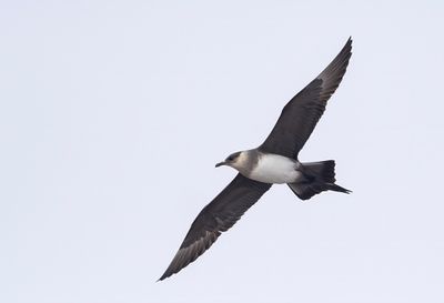 Arctic Skua ( Kustlabb ) Stercorarius parasiticus - P6091997.jpg