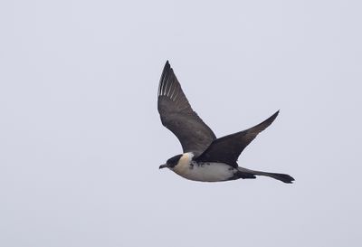 Pomarine Skua ( Bredstjärtad labb ) Stercorarius pomarinus - P6092088.jpg