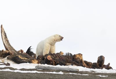 Polar Bear ( Isbjörn ) Ursus maritimus - P6093661.jpg