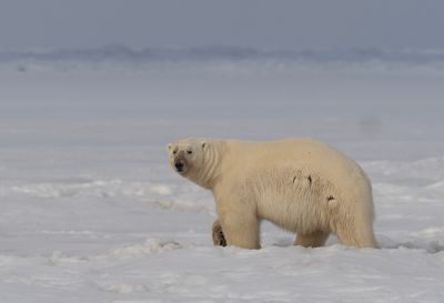 Polar Bear ( Isbjörn ) Ursus maritimus - P6093889.jpg