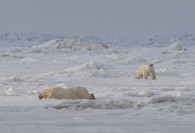 Polar Bear ( Isbjörn ) Ursus maritimus - P6093960.jpg