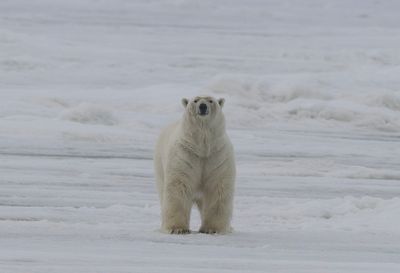 Polar Bear ( Isbjörn ) Ursus maritimus - P6094029.jpg