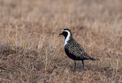 American Golden Plover ( Amerikansk tundrapipare ) Pluvialis dominica - P6102184.jpg
