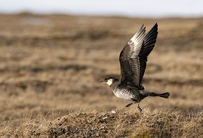 Pomarine Skua ( Bredstjärtad labb ) Stercorarius pomarinus - P6102249.jpg