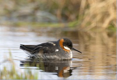 Red-necked Phalarope ( Smalnäbbad simsnäppa ) Ohalaropus lobatus - P6102405.jpg