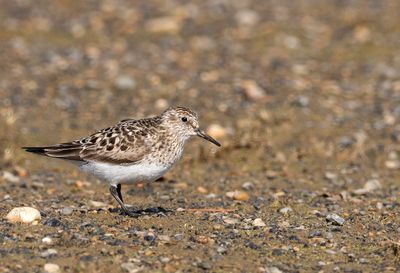 Baird´s Sandpiper ( Gulbröstad snäppa ) Calidris bairdii - P6102689.jpg