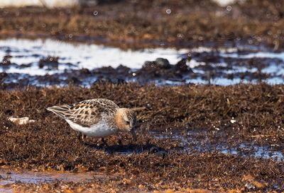 Red-necked Stint ( Rödhalsad snäppa ) Calidris ruficollis - P6102775.jpg