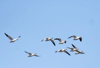 Snow Goose ( Snögås ) Anser caerulescens - P6102945.jpg