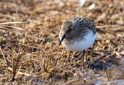 Sanderling ( Sandlöpare ) Calidris alba - P6102969-aip1000.jpg