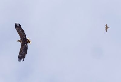 David and Goliath. Merlin chasing White-tailed Eagle ( Stenfalk och Havsrn ) - P5120110.jpg