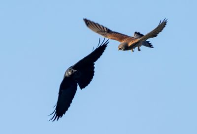 Kestrel and Jackdaw ( Tornfalk och kaja ) Falco tinnunculus and Corvus monedula - PB013924.jpg
