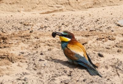 European Beeater ( Biätare ) Merops apiaster - P6122667.jpg